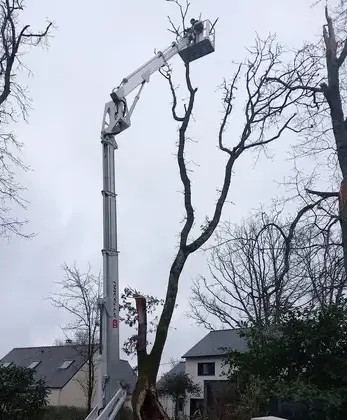 abattage arbre Chaumes-en-Retz-3