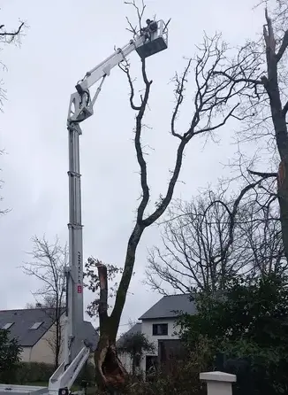abattage arbre Pontchâteau-1