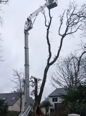 abattage arbre Pornic-4