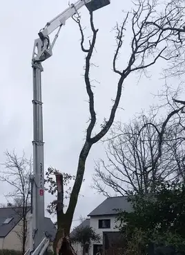 abattage arbre Pornichet-1