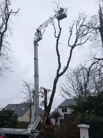 abattage arbre Saint-Michel-Chef-Chef-1
