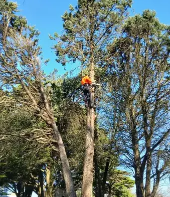 abattage d'arbre à Carbay - image 4