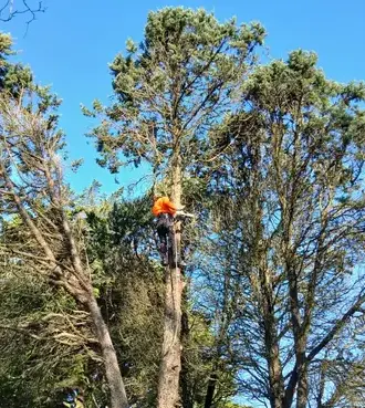 abattage d'arbre Châteaubriant-1