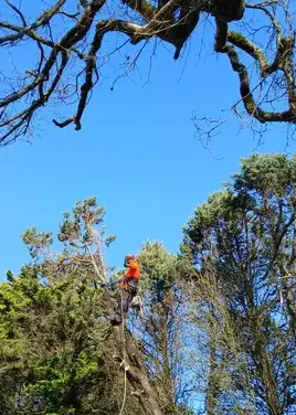 abattage d'arbre à Châteaubriant - image 3