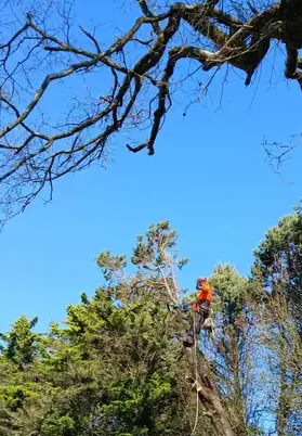 abattage d'arbre à Erbray - image 2