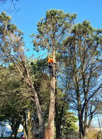 abattage d'arbre à Erbray - image 4