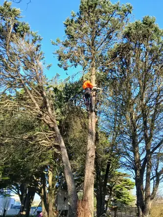 abattage d'arbre La Chapelle Glain-1