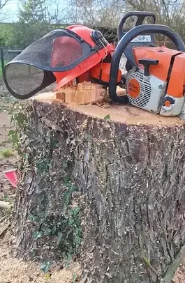 abattage d'arbre à La Chapelle Glain - image 2