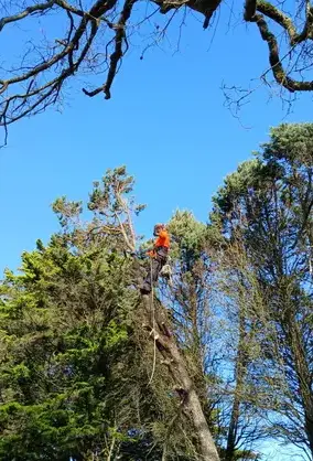 abattage d'arbre La Chapelle Glain-5