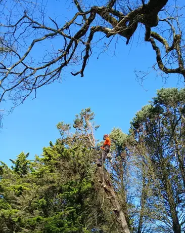 abattage d'arbre à Moisdon La Rivère - image 2