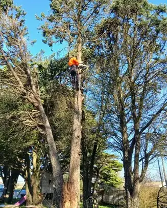 abattage d'arbre à Moisdon La Rivère - image 3