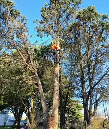 abattage d'arbre Petite Auverné-1