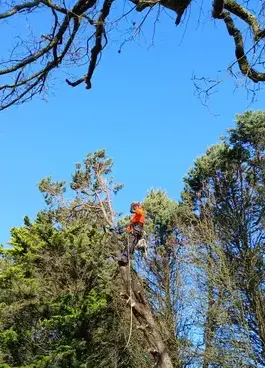 abattage d'arbre à Petite Auverné - image 3