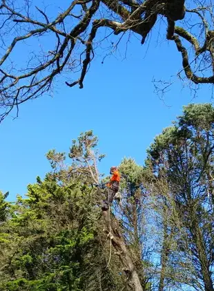 abattage d'arbre à Saint Julien de Vouvantes - image 3