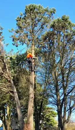 abattage d'arbre Saint Julien de Vouvantes-5