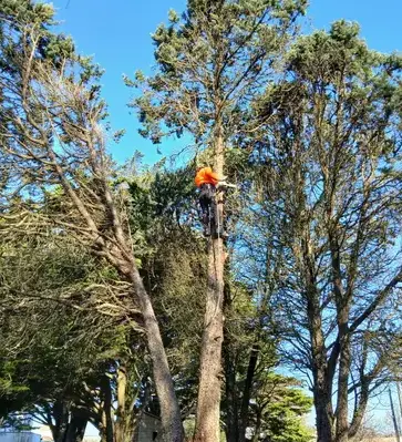 abattage d'arbre à Soudan - image 2