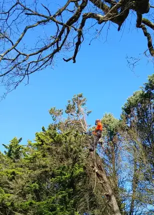 abattage d'arbre à Soudan - image 3