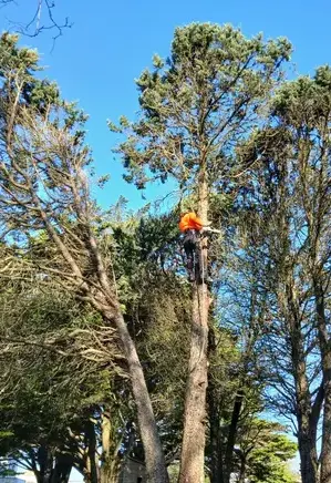 arboriste Châteaubriant-1