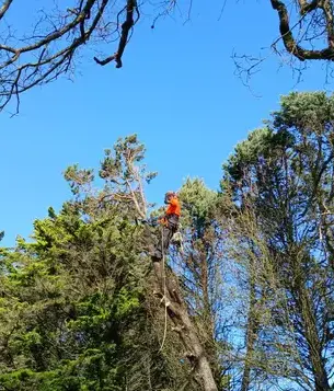 arboriste à Châteaubriant - image 2