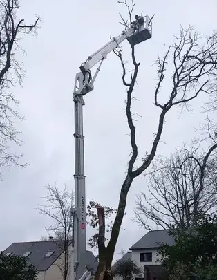 arboriste Chaumes-en-Retz-1