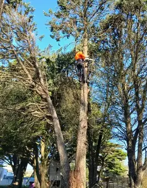 arboriste à Erbray - image 2