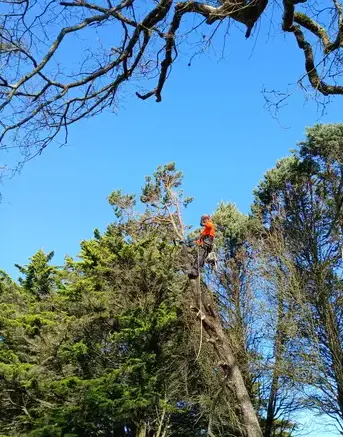 arboriste à Erbray - image 3
