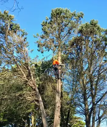 arboriste à La Chapelle Glain - image 2