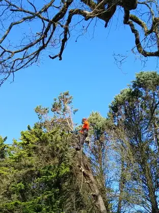 arboriste à La Chapelle Glain - image 4