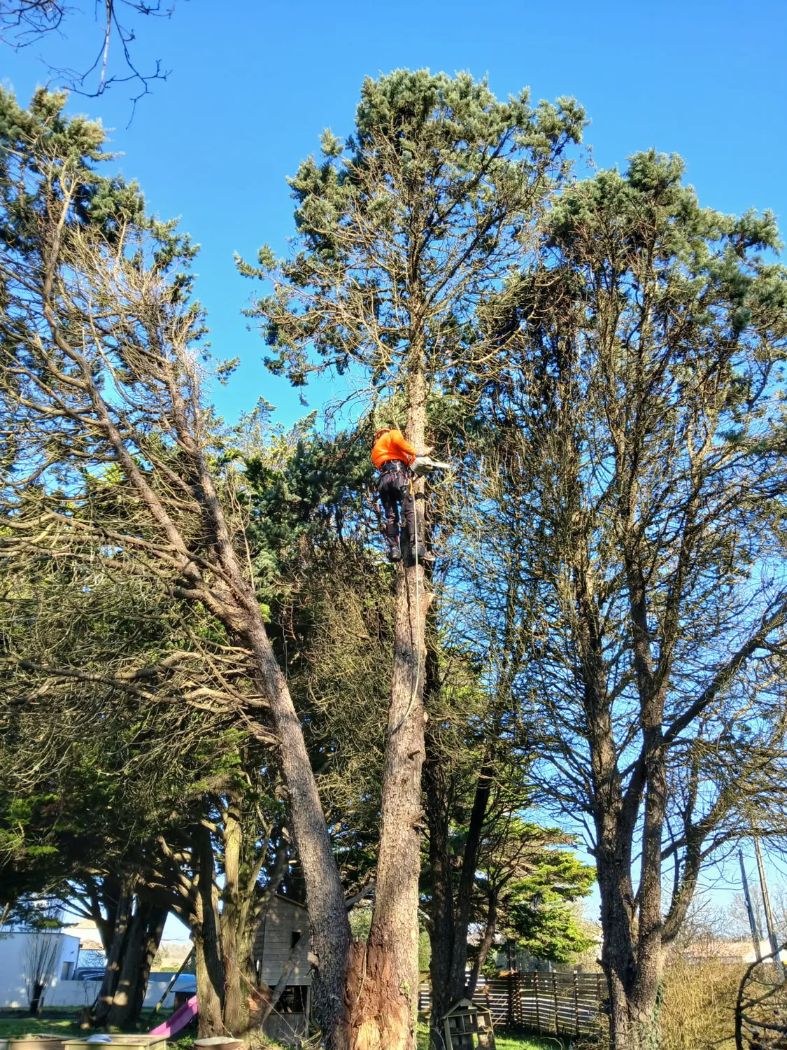arboriste la chapelle glain