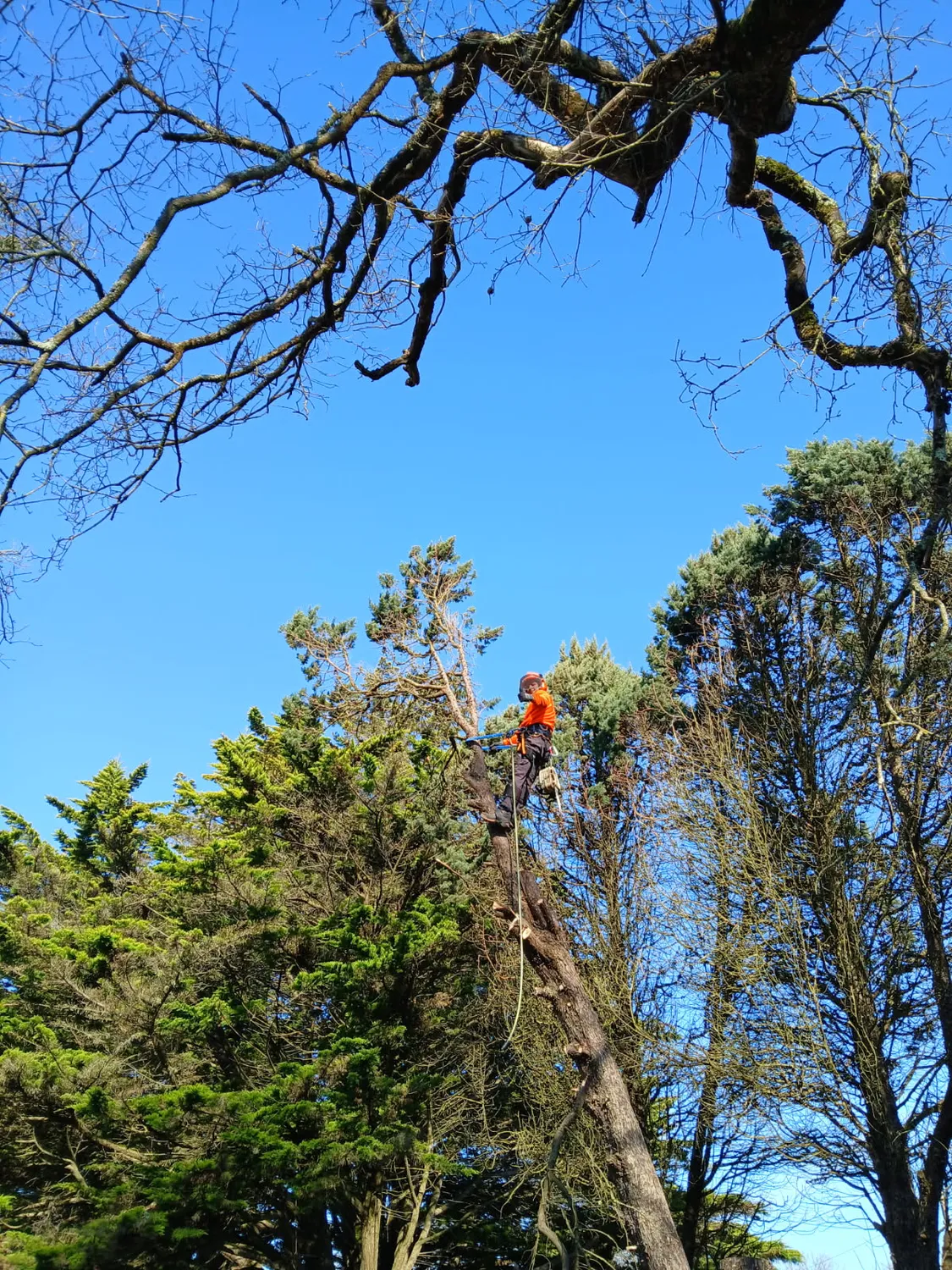 arboriste moisdon la rivere