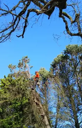 arboriste à Moisdon La Rivère - image 3