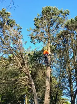 arboriste Moisdon La Rivère-5