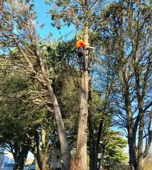 arboriste à Petite Auverné - image 3