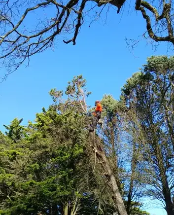 arboriste à Petite Auverné - image 4