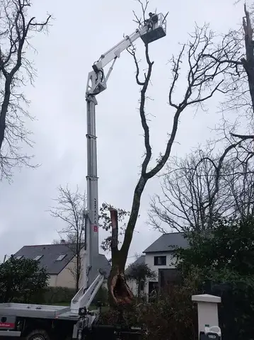 arboriste Saint-André-des-Eaux-1