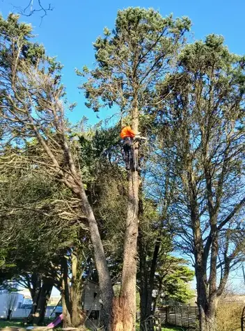 arboriste Saint Julien de Vouvantes-1