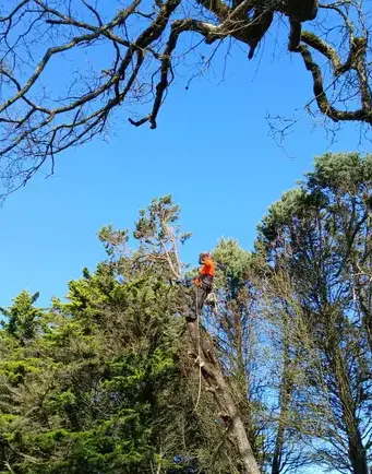 arboriste Saint Julien de Vouvantes-5