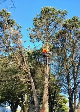 arboriste à Soudan - image 2