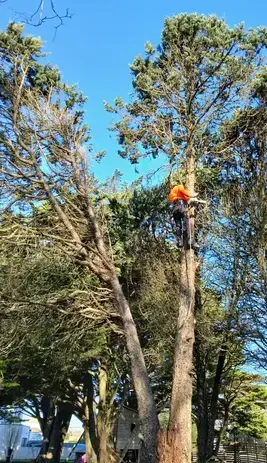 déssouchage Carbay-1