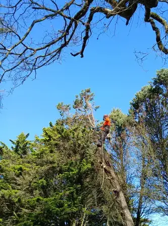 déssouchage à Carbay - image 3