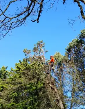 déssouchage à Châteaubriant - image 2