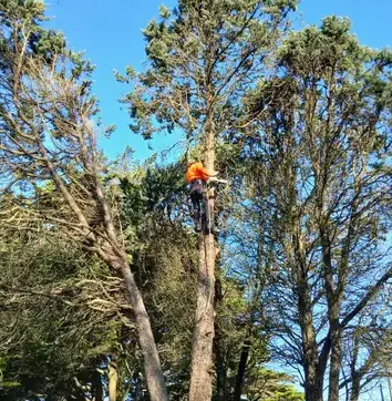 déssouchage à Châteaubriant - image 3