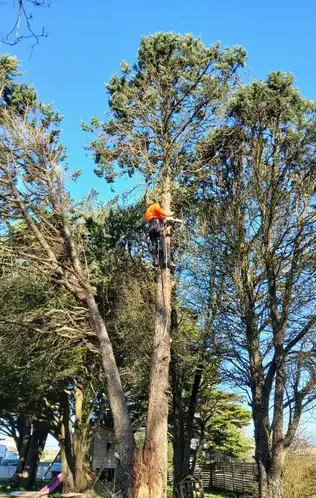 déssouchage Erbray-1