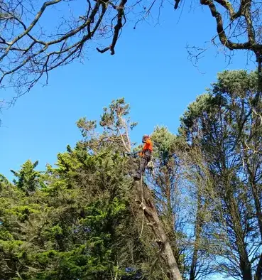 déssouchage à Erbray - image 3