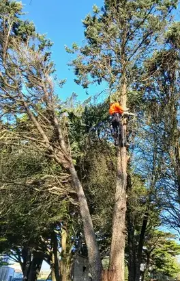 déssouchage La Chapelle Glain-1