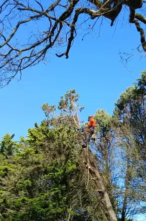 déssouchage à La Chapelle Glain - image 3