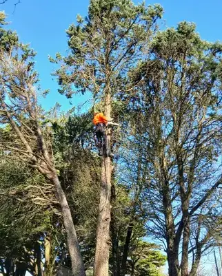 déssouchage à Moisdon La Rivère - image 3