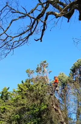 déssouchage Moisdon La Rivère-5