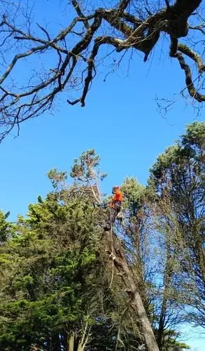 déssouchage Petite Auverné-5