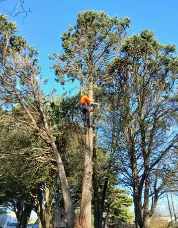 déssouchage Saint Julien de Vouvantes-1